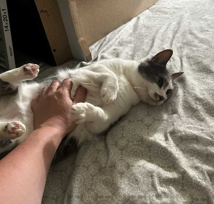 Photo of Gracie