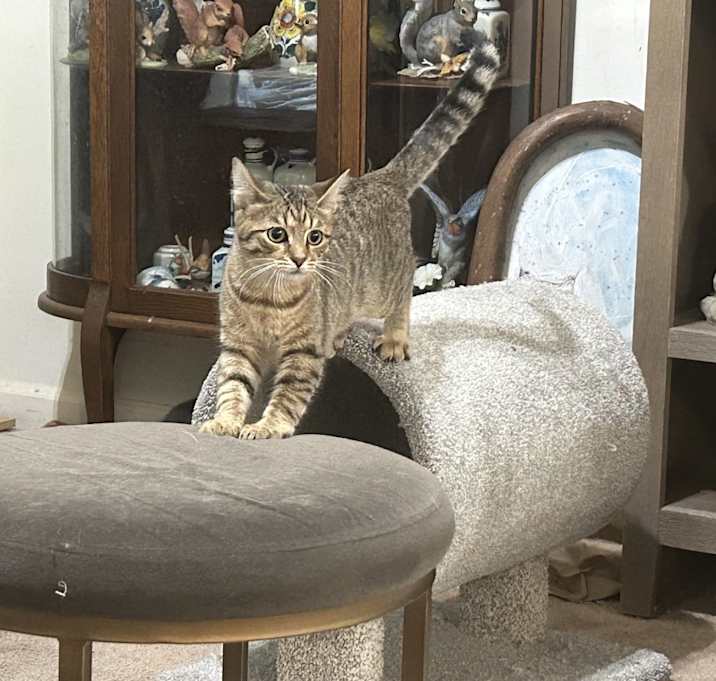 Photo of Katicat