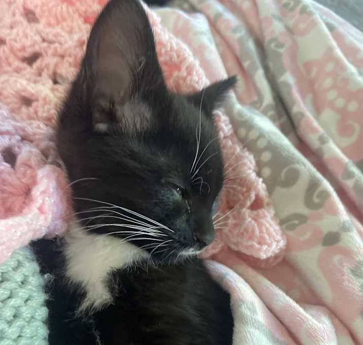 Photo of Momo