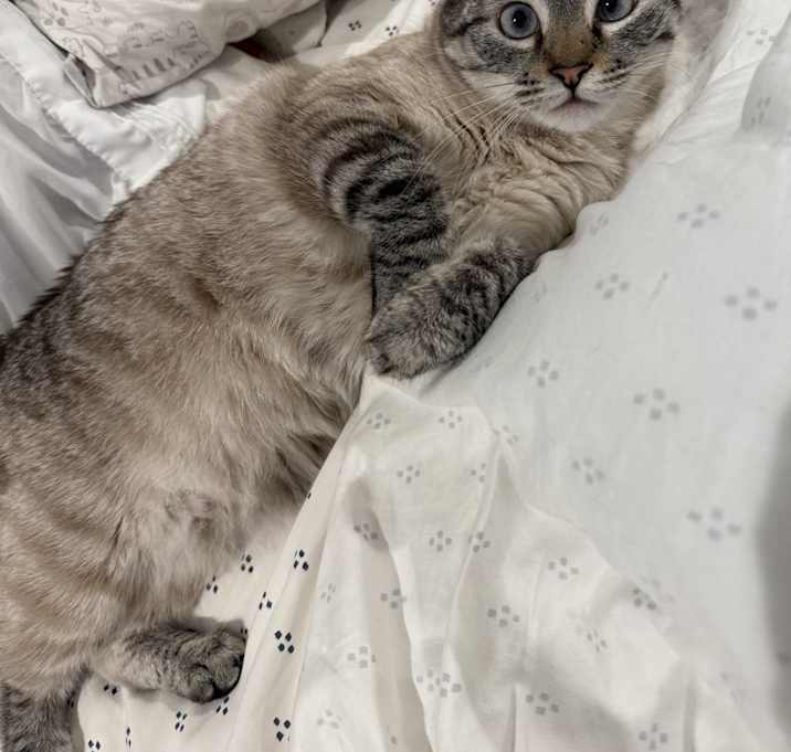 Photo of Twyla (Lynx Point Siamese)