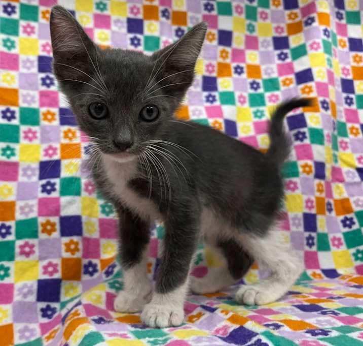 Photo of Casper