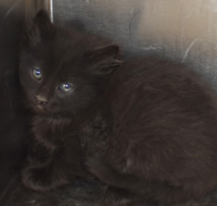 Photo of 89836 Pablo