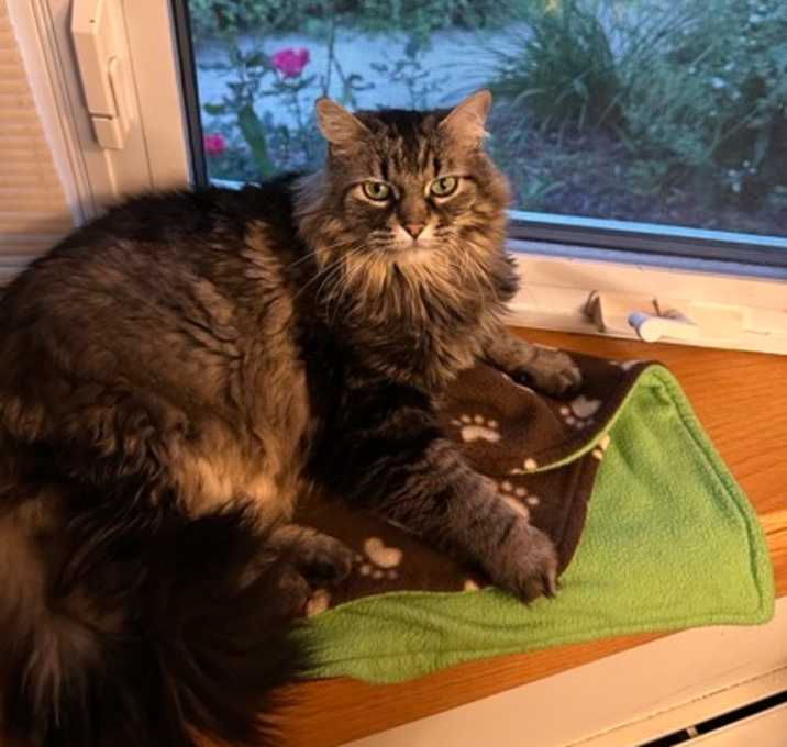 Photo of Gracie