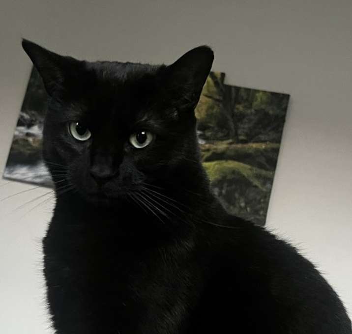 Photo of Piki