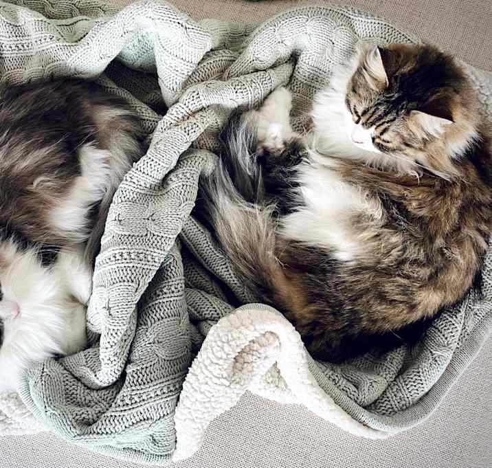 Photo of Eve & Walle