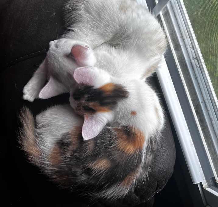 Photo of Snowball &Biscuit