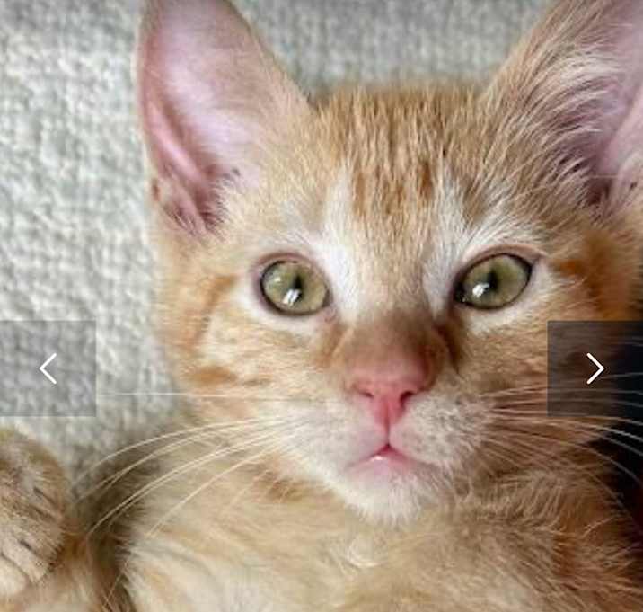 Photo of Nyla