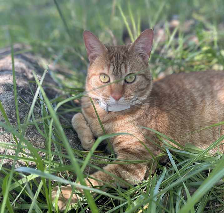 Photo of Misty