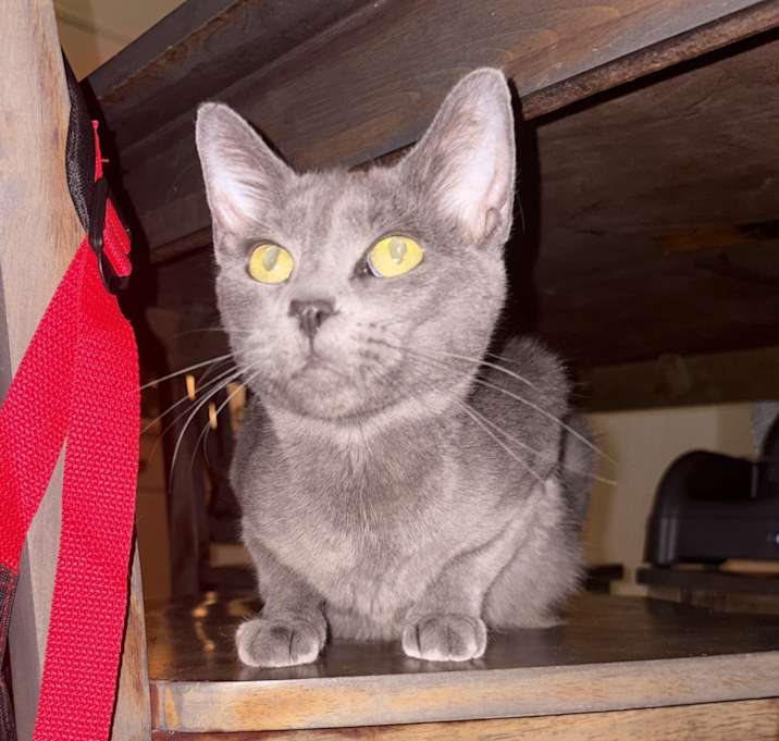 Photo of Gracie