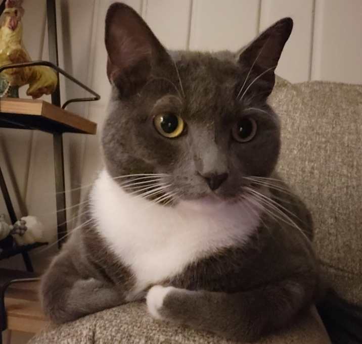 Photo of Bella