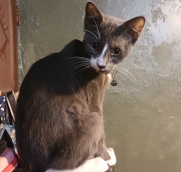 Photo of Grey