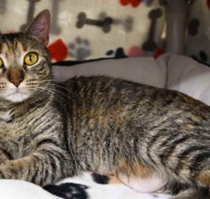Photo of Pearl