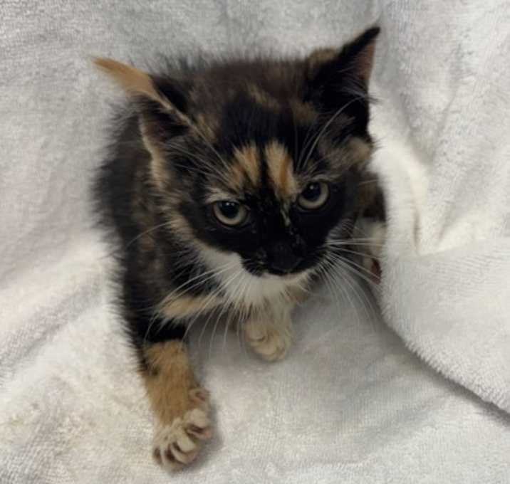Photo of Rootbeer