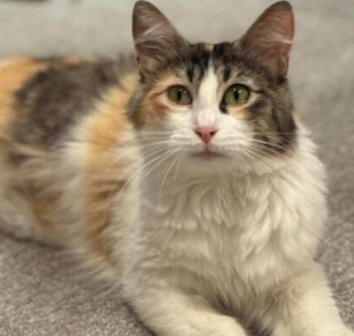 Photo of Ruby
