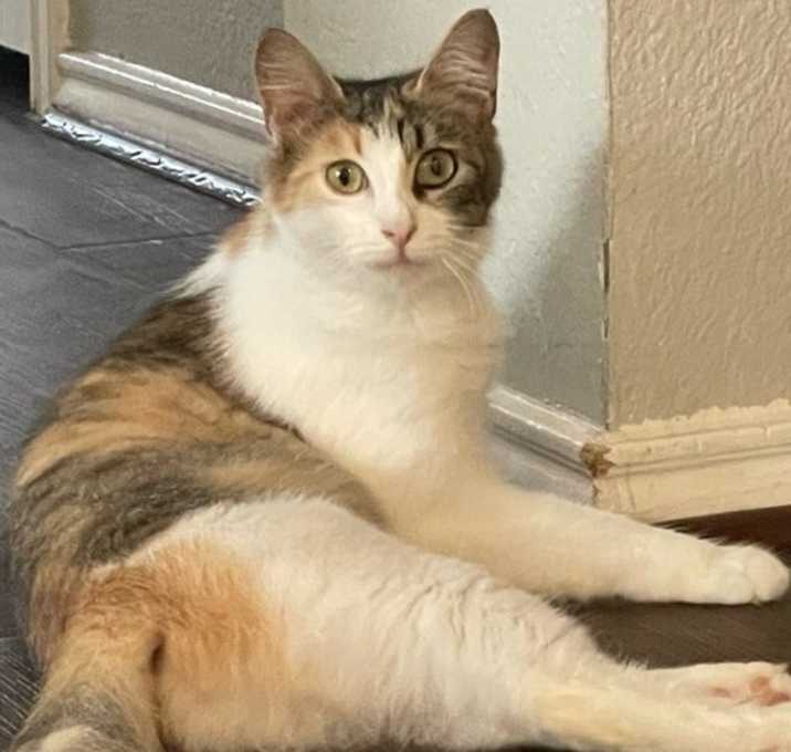 Photo of Pizookie