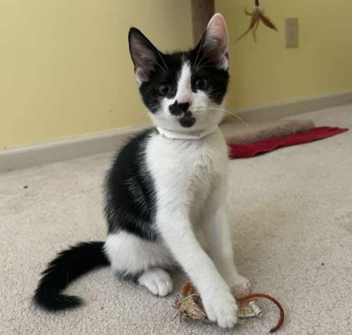 Photo of Hopper