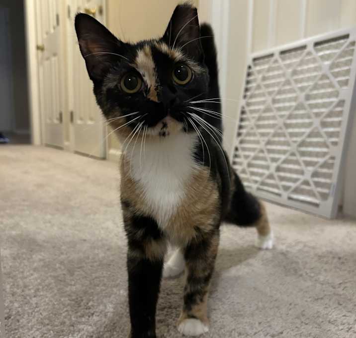Photo of Ember