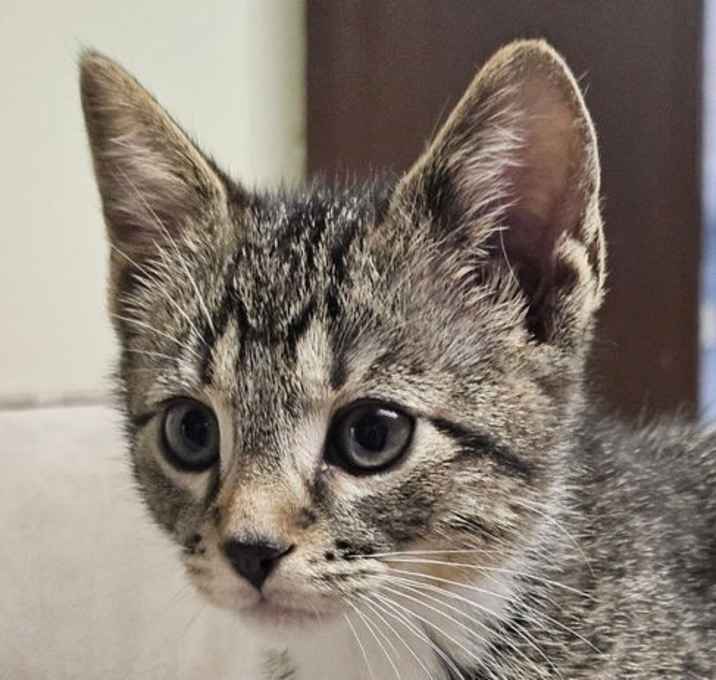Photo of Otis