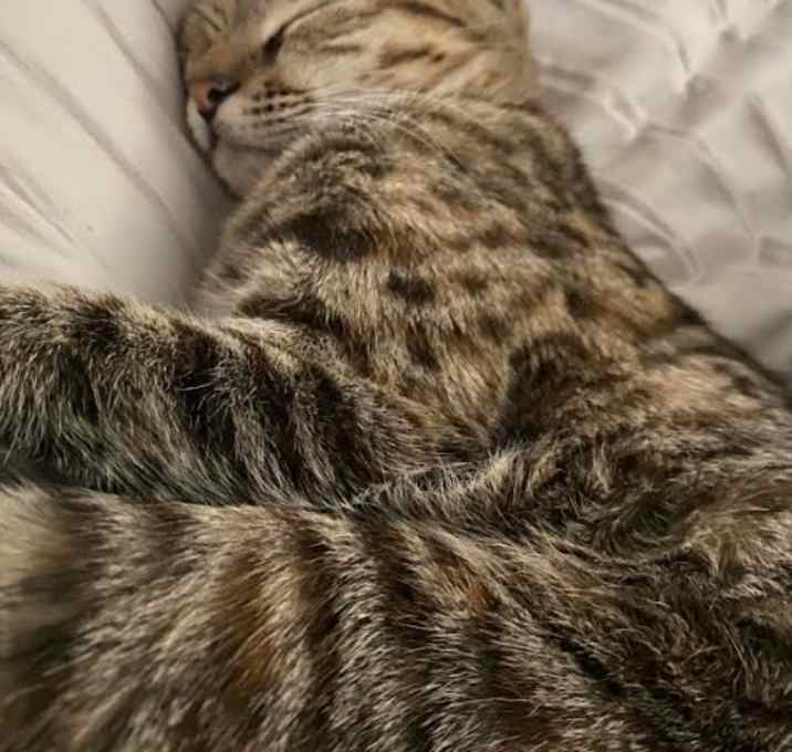 Photo of Bailey