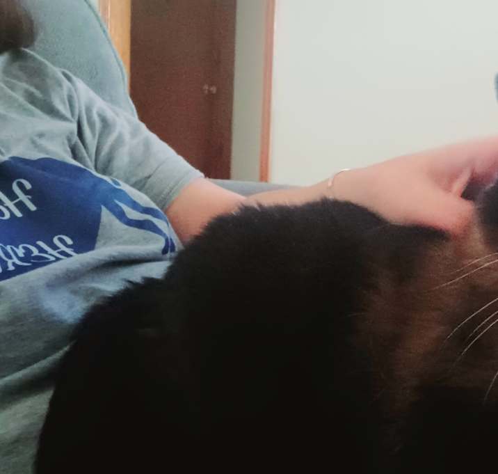 Photo of Snuggles (aka Miss Kitty)