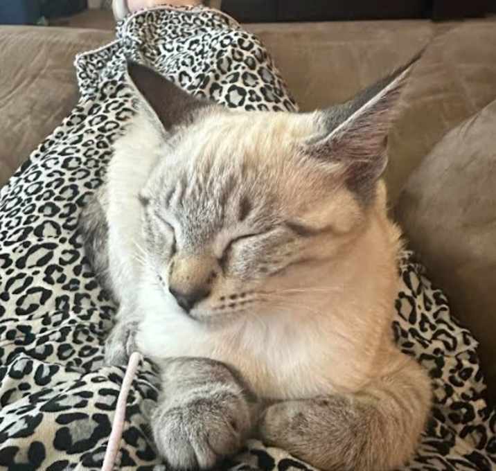Photo of Coco