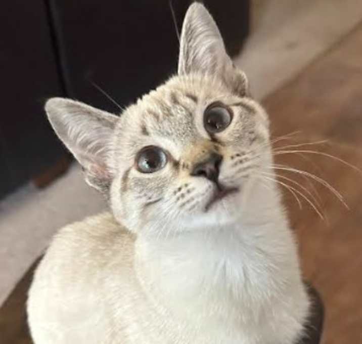 Photo of Luna