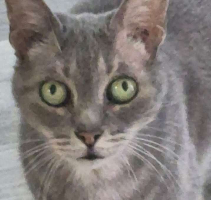 Photo of Lilly