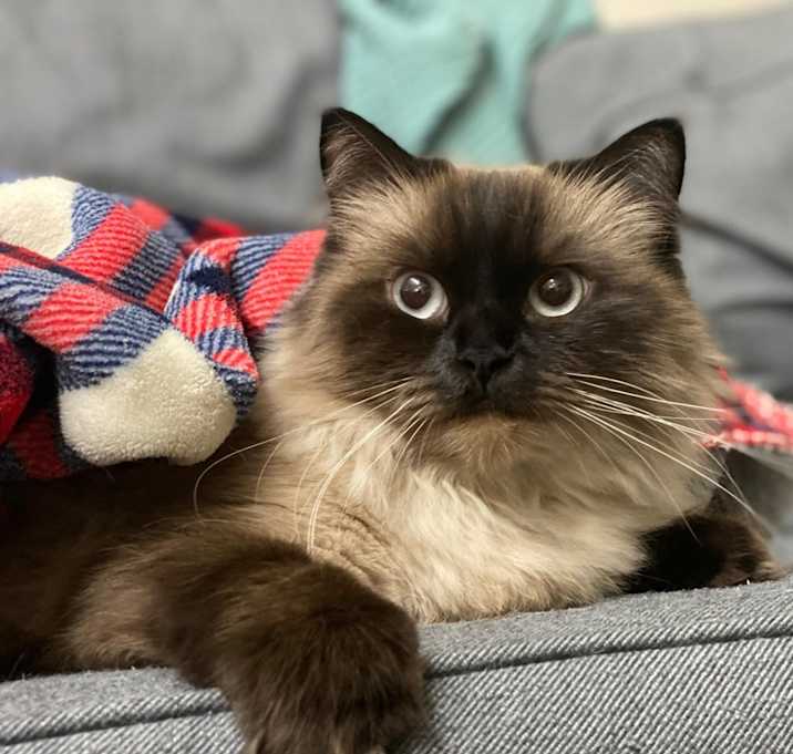 Photo of Nala