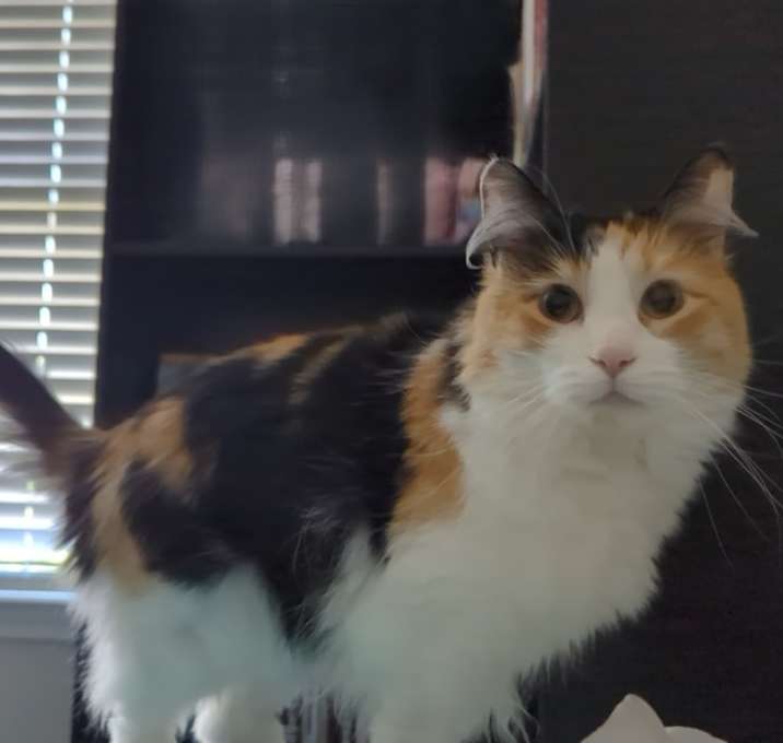 Photo of Athena