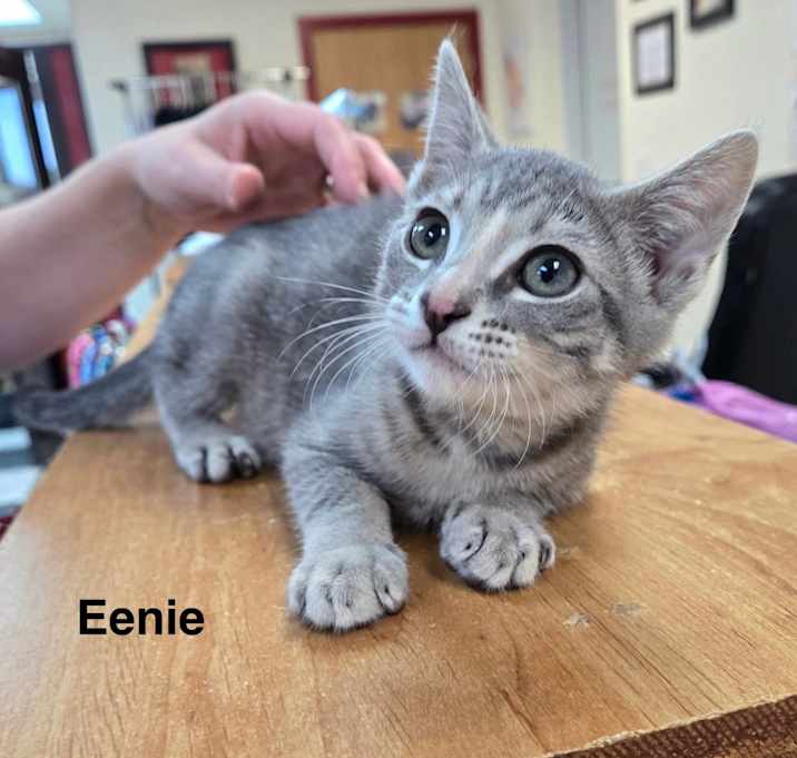 Photo of Eeny