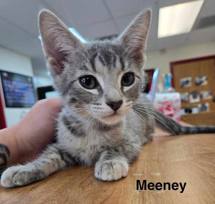 Photo of Meeney