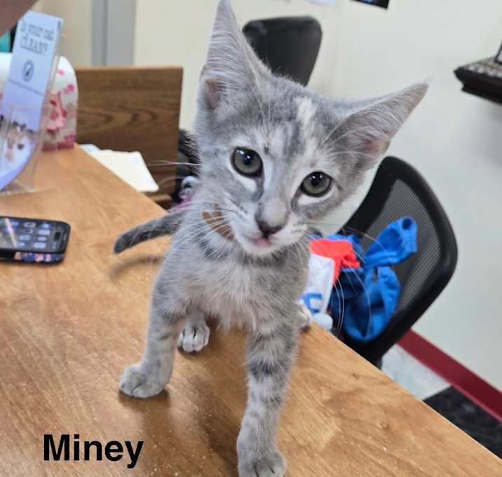 Photo of Miney