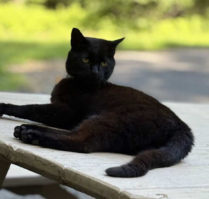 Photo of Barkley