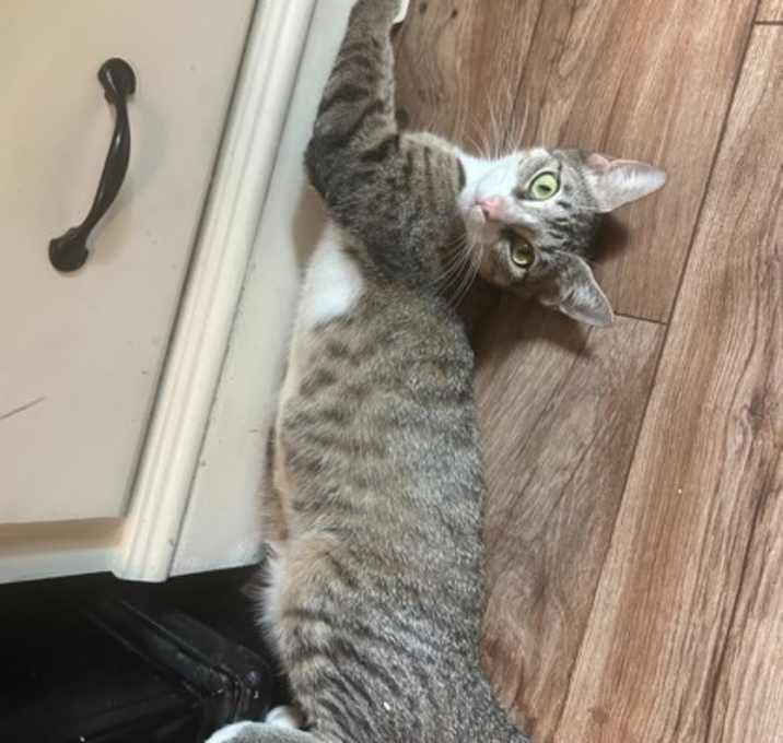 Photo of Purrincess Peach