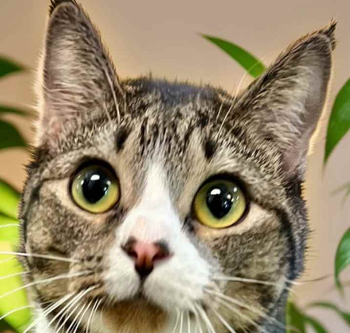 Photo of Lilly