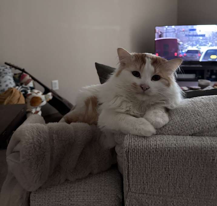 Photo of Thor