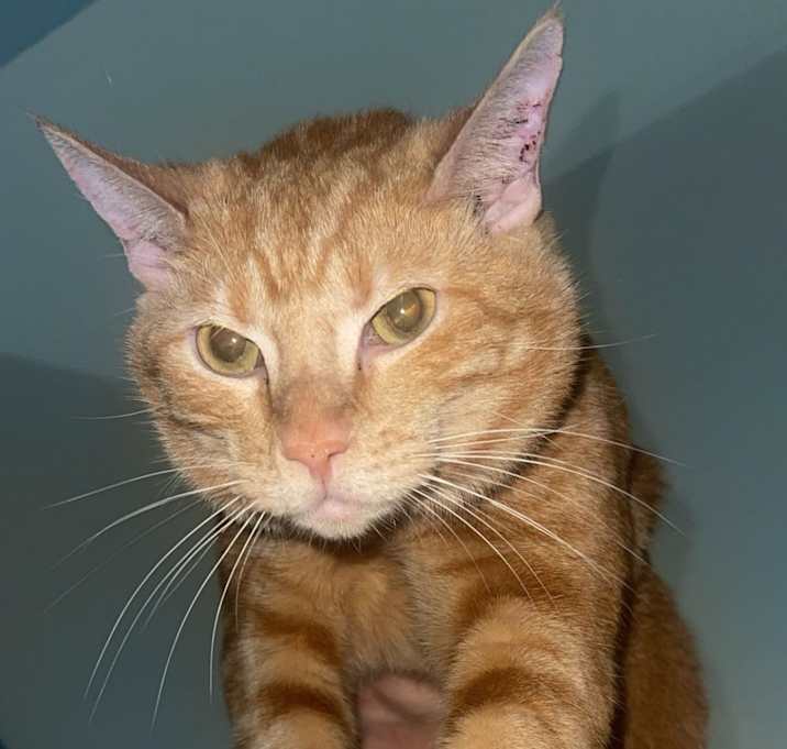 Photo of Archie