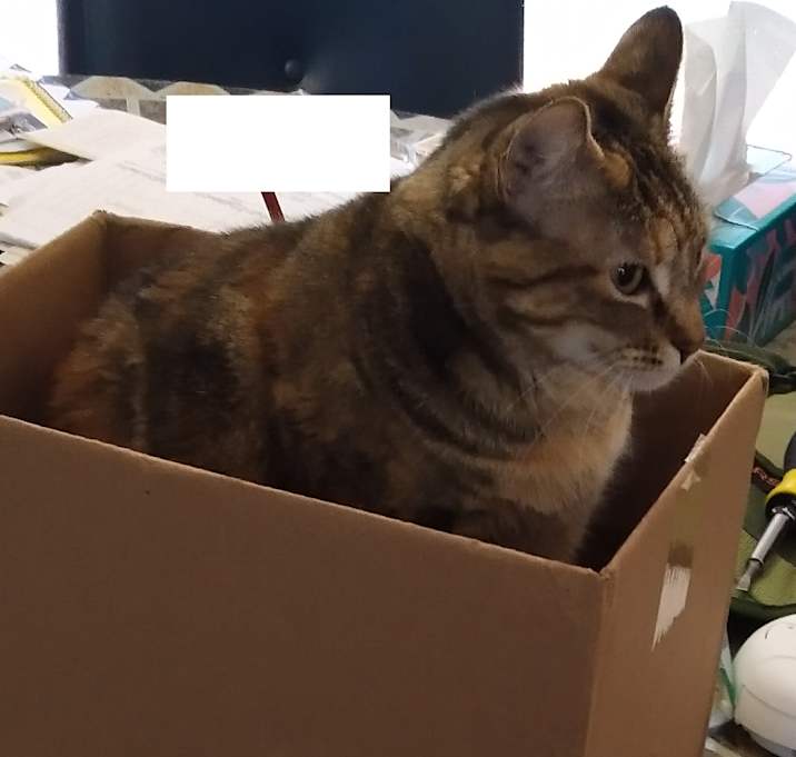 Photo of Sugar