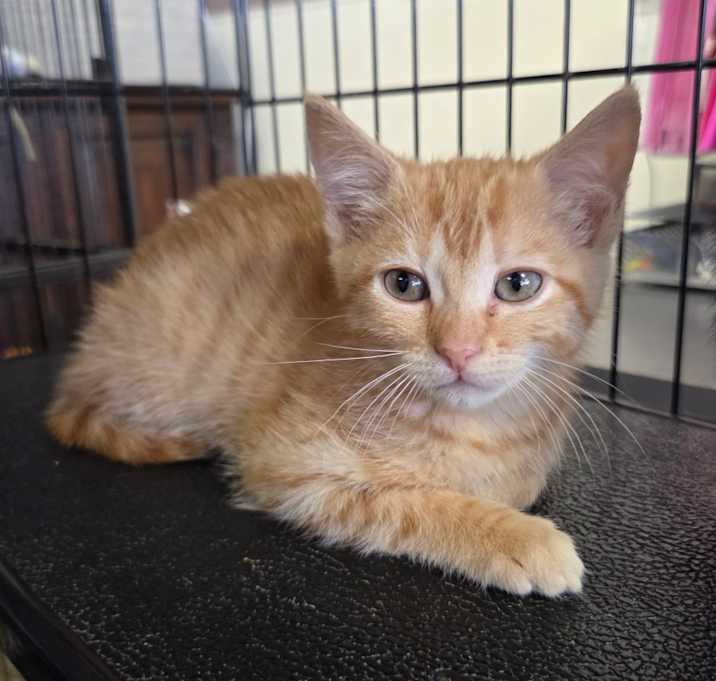 Photo of Henrietta