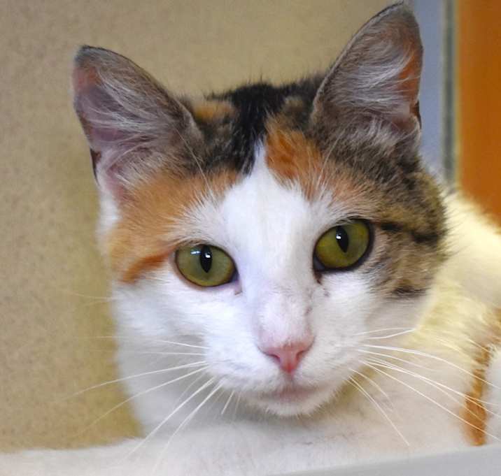 Photo of Nook (25-2C-MOM)