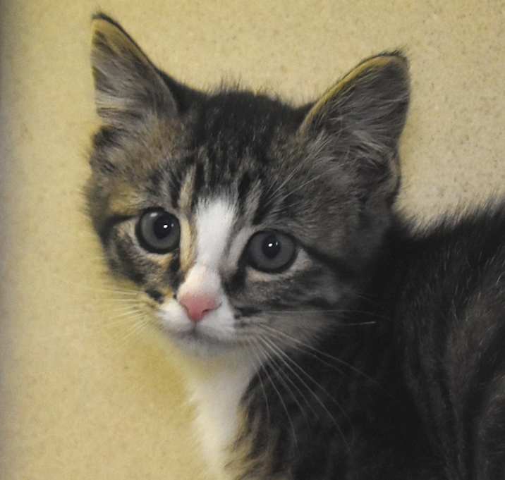 Photo of Timmy (25-2C-2)