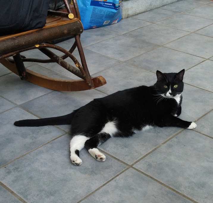 Photo of Tux