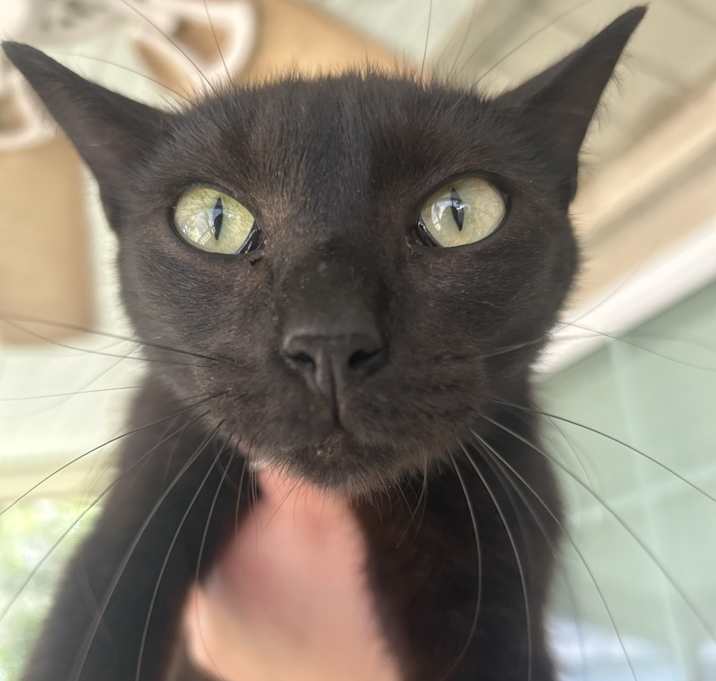 Photo of Oreo