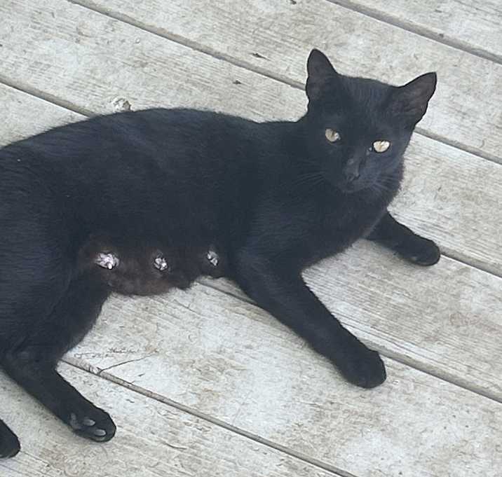 Photo of Mama bear