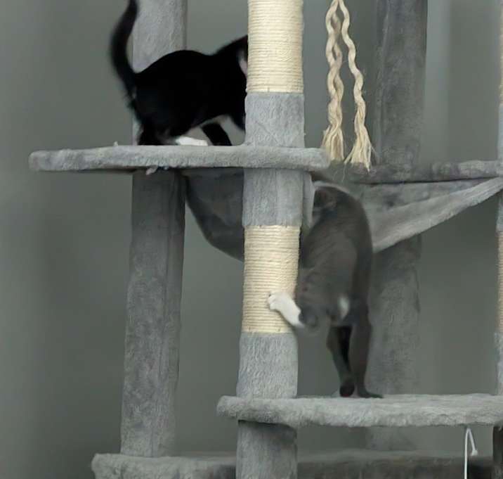 Photo of Twins