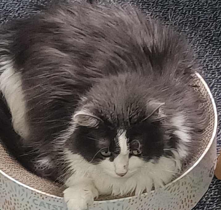 Photo of Bella