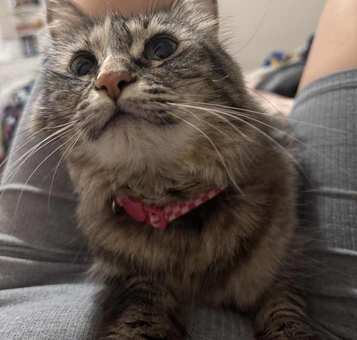 Photo of Brushy