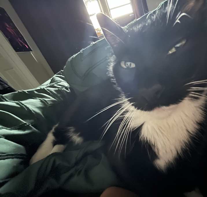 Photo of WussPuss