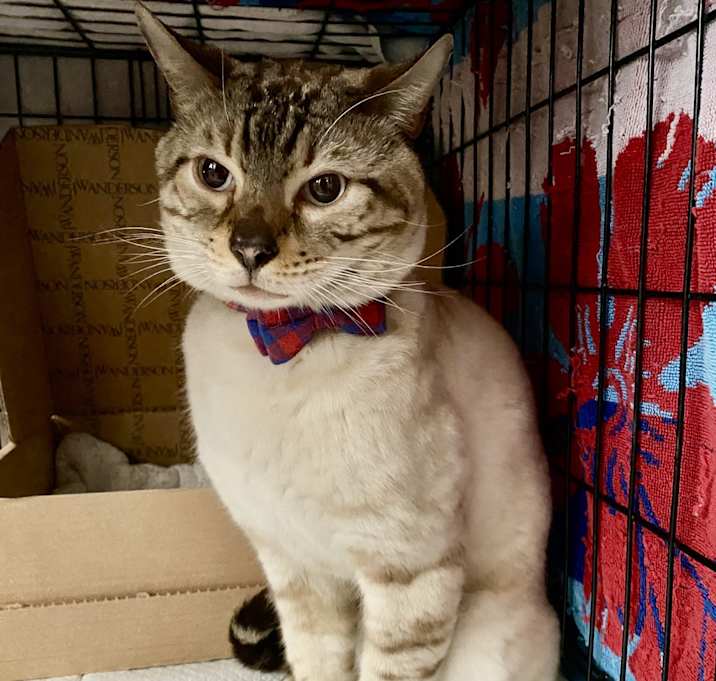 Photo of Sirius