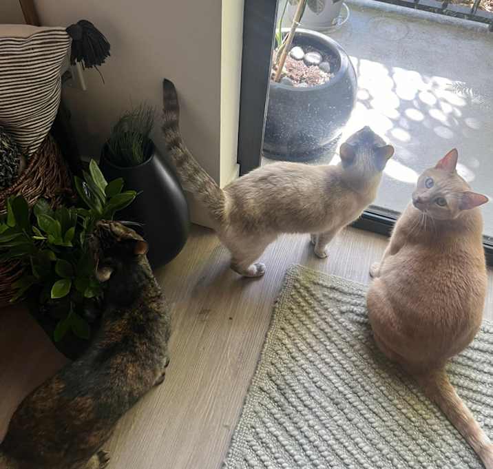 Photo of Luna, Coco, Maverick